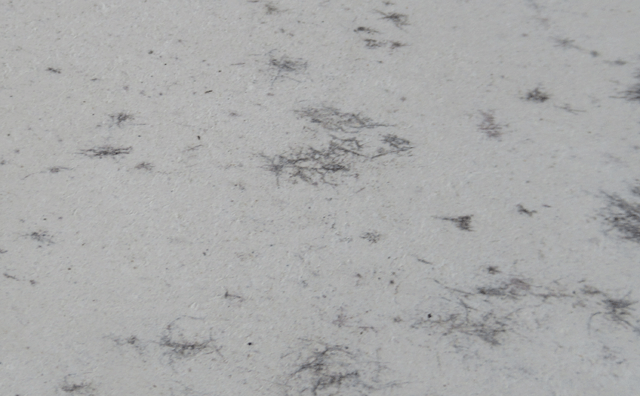 珪藻土バスマットのカビ
